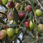 Olive production falls 15% in Portugal