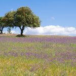 US Group aims to invest €510 million in Alentejo tourism project