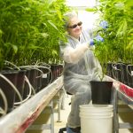 Tilray puts Cantanhede on the European cannabis map